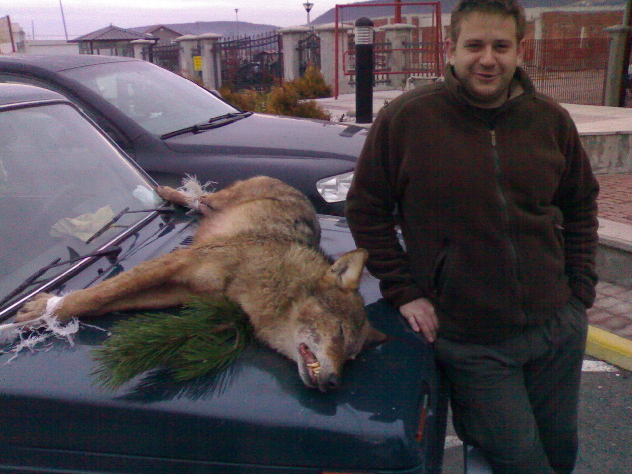 Zoom-In Vikerl mit seinem Wolf