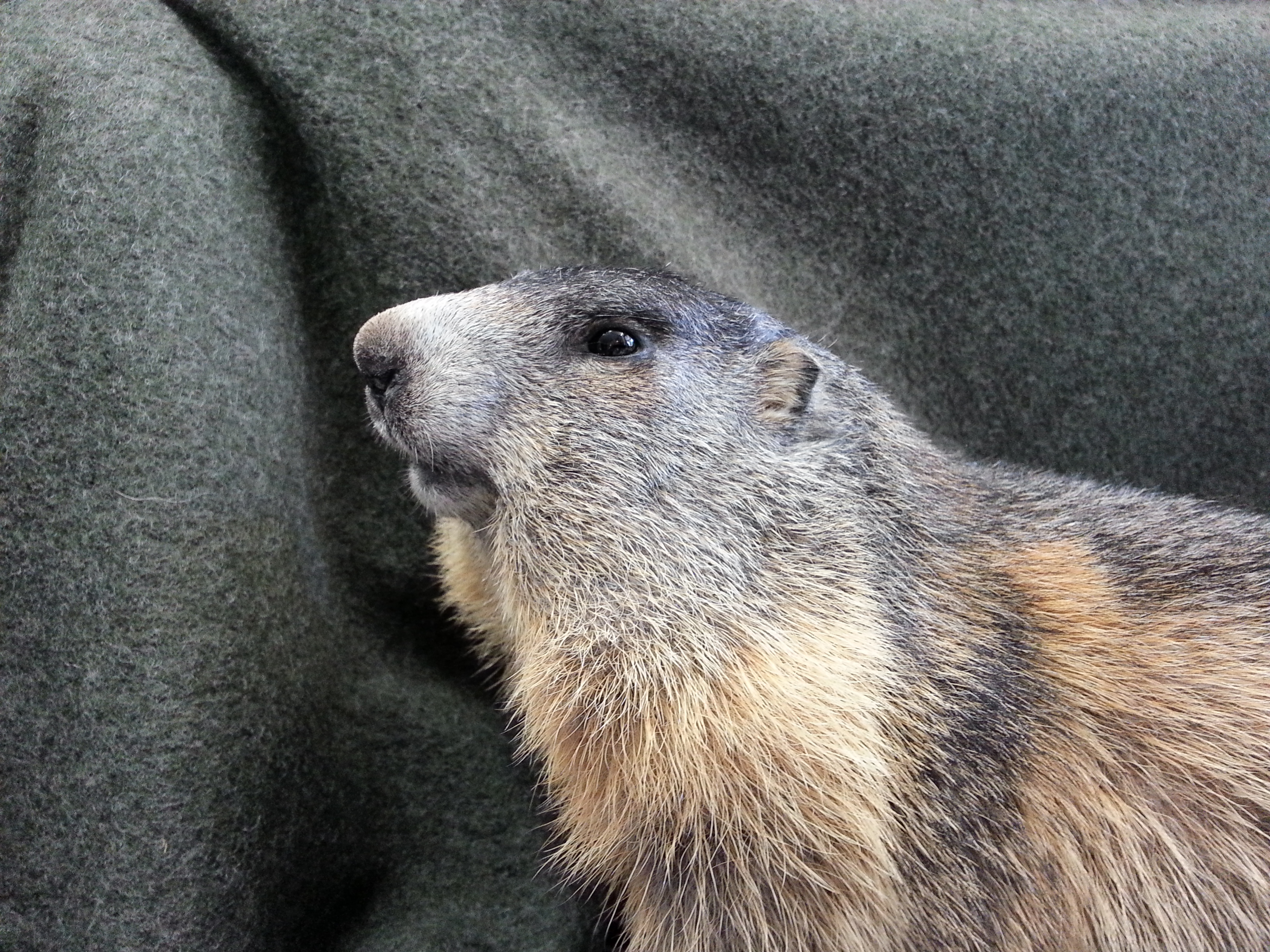 Zoom-In Murmeltierhaupt