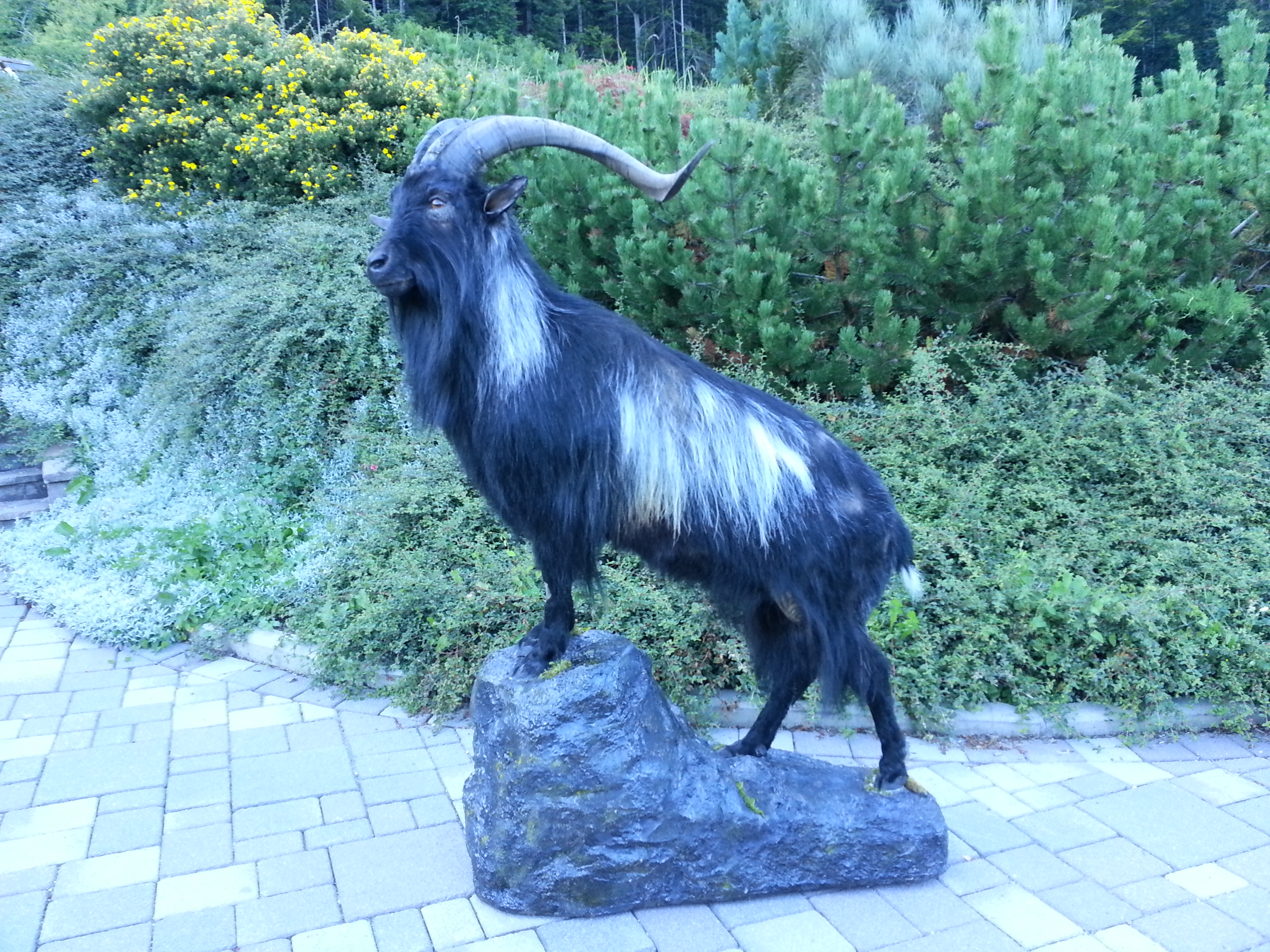 Zoom-In Geißbock