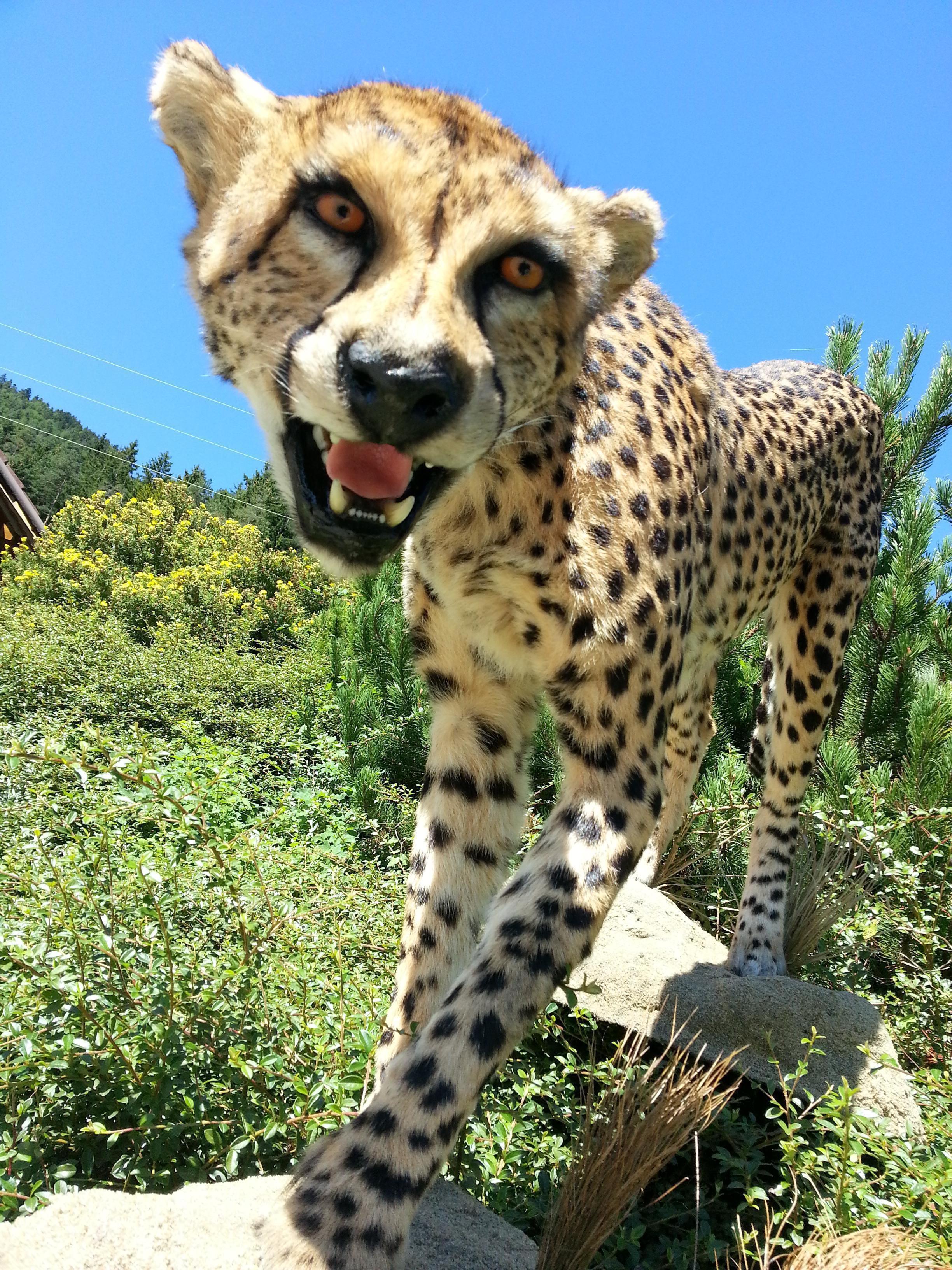 Zoom-In Gepard
