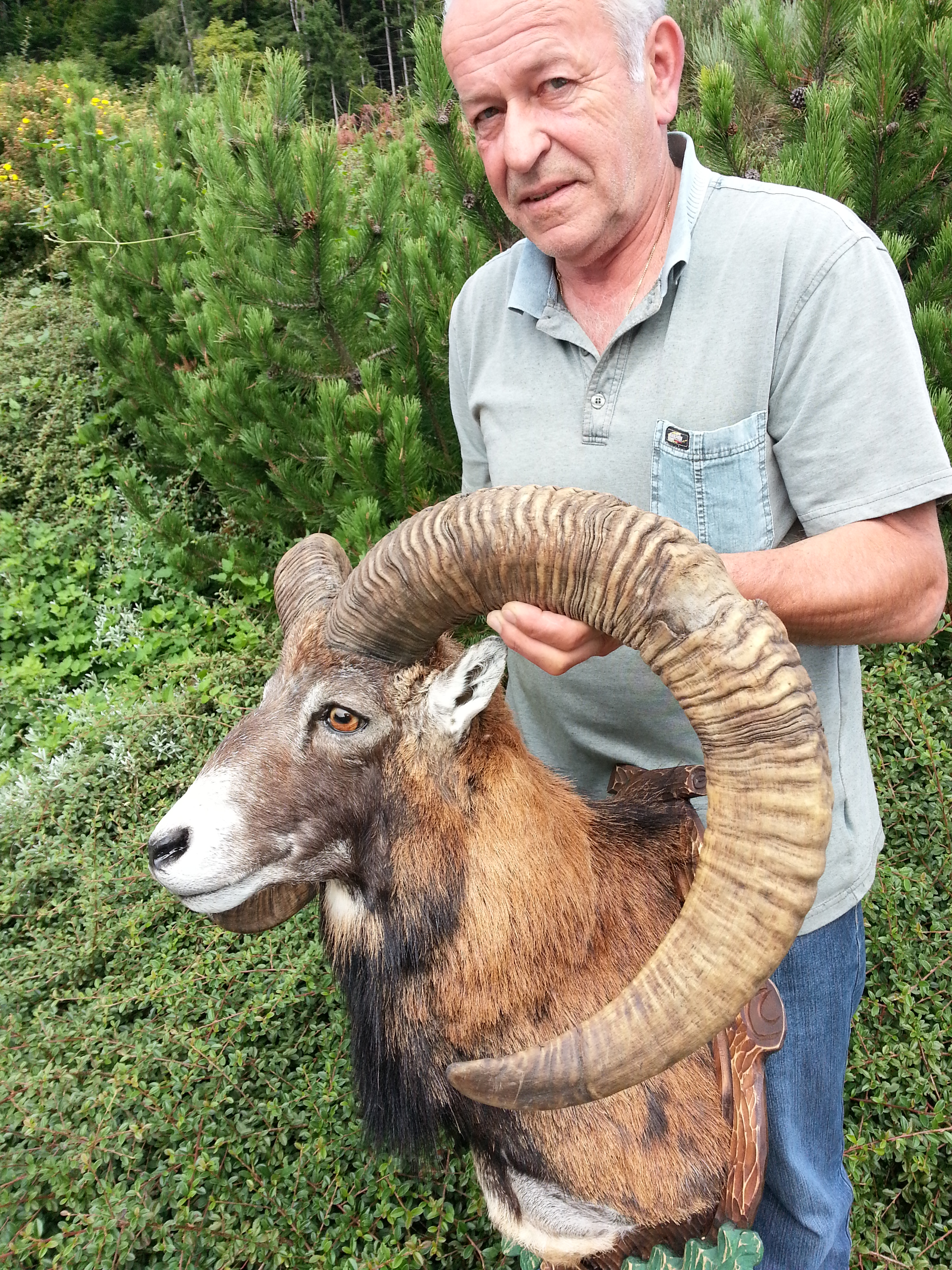 Zoom-In Guter Mufflon