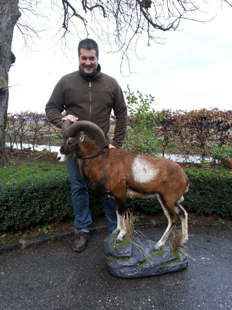 Zoom-In Alter Mufflon