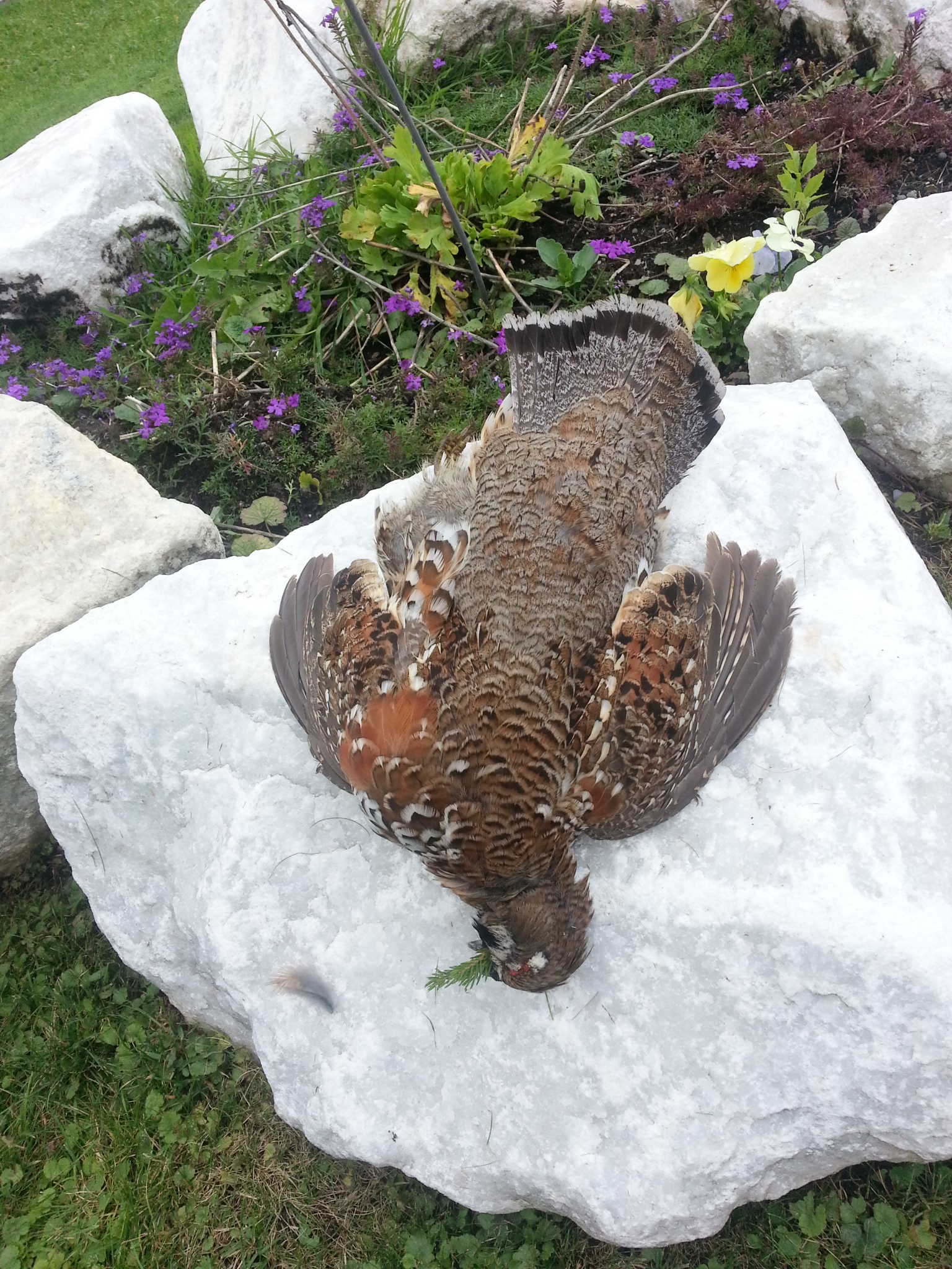 Zoom-In Mein erster Haselhahn 2012