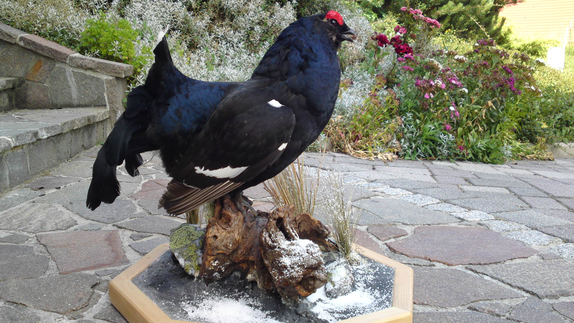 Zoom-In Birkhahn mit Diorama