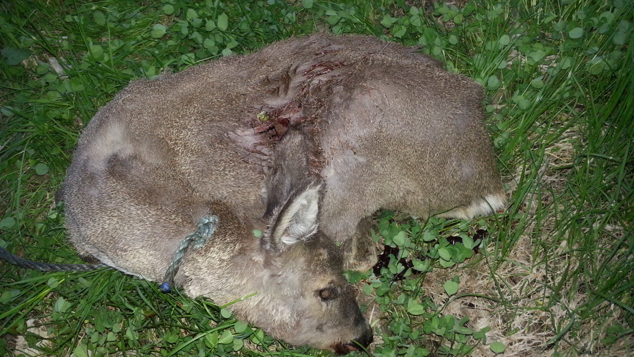 Zoom-In Ca. 8 Jahre, 8,5 kg schwer