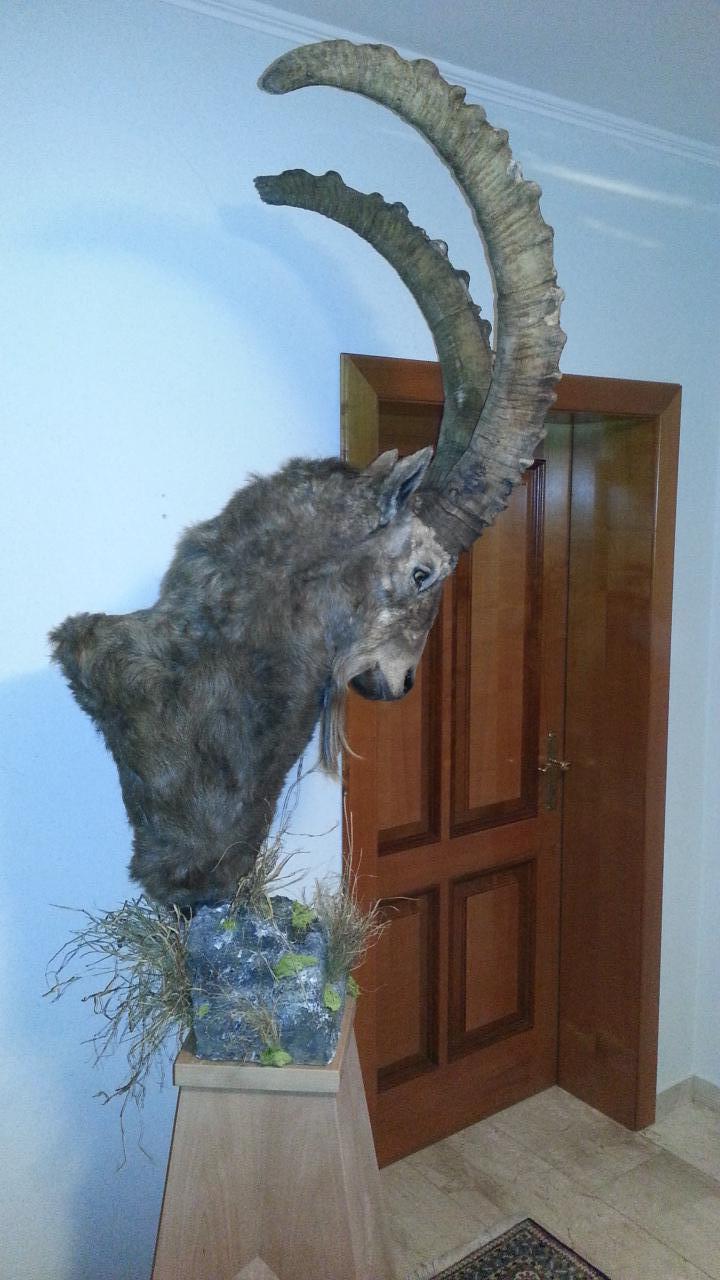 Zoom-In Steinbock mit Pedestal