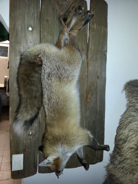 Zoom-In Fuchs Stilleben