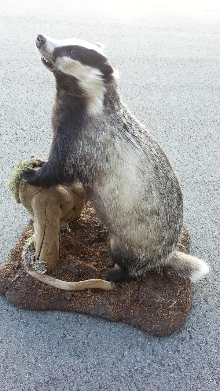 Zoom-In Dachs stehend auf Untergrund