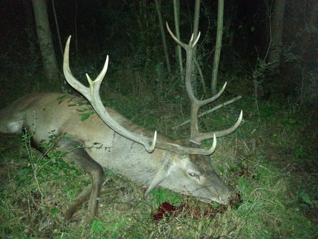 Zoom-In Mein braver Hirsch in Ungarn 2013