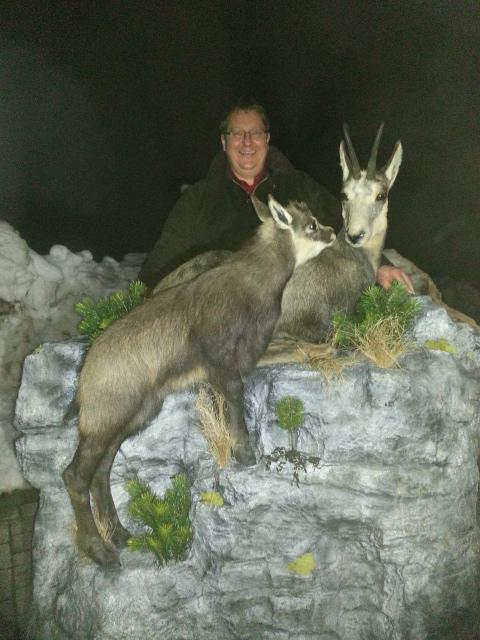 Zoom-In Gamsgeiß und Kitz auf Kunstfelsen