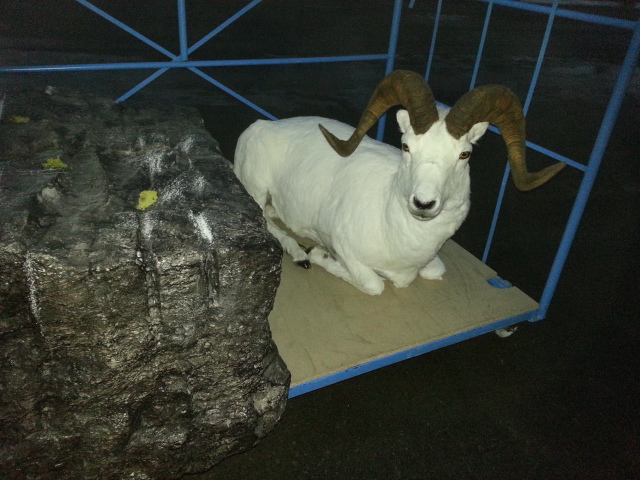 Zoom-In Dallschaf, bereit für den Transport