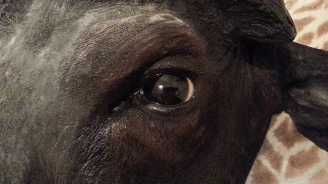 Zoom-In Kaffernbüffel Auge (Licht)