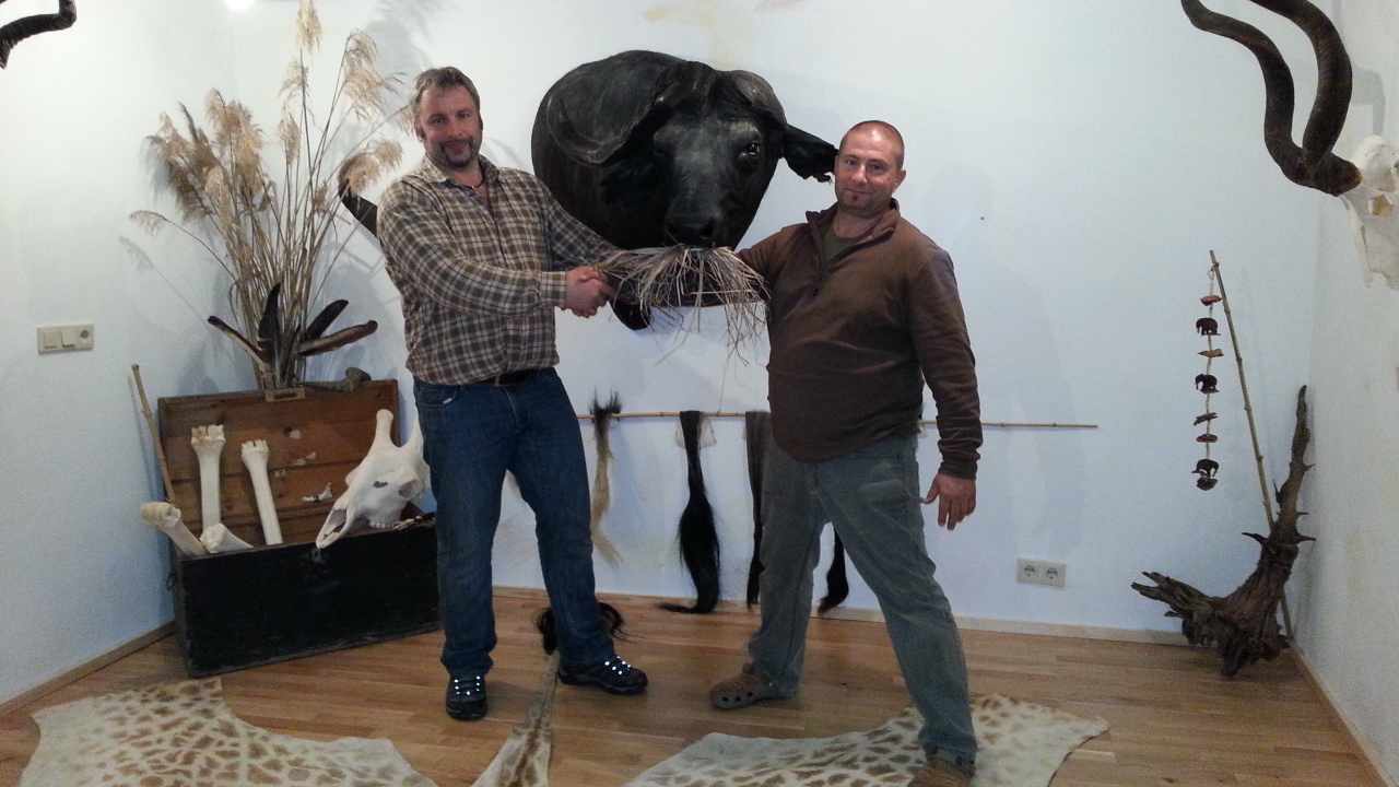 Zoom-In Alter, kapitaler Büffel