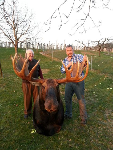 Zoom-In Sehr guter Elch aus Kanada