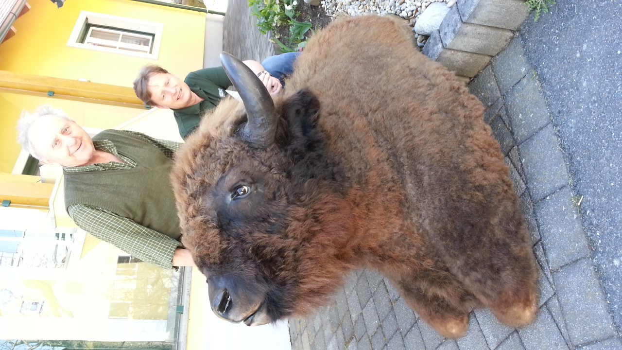 Zoom-In Wisent aus Polen
