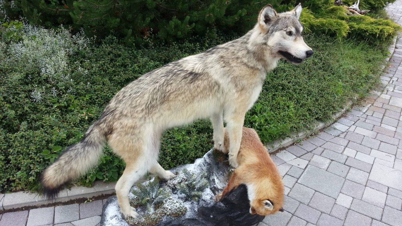 Zoom-In Wolf mit Fuchs als Beute