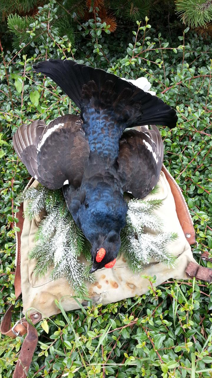 Zoom-In Birkhahn auf Rucksack und Schnee