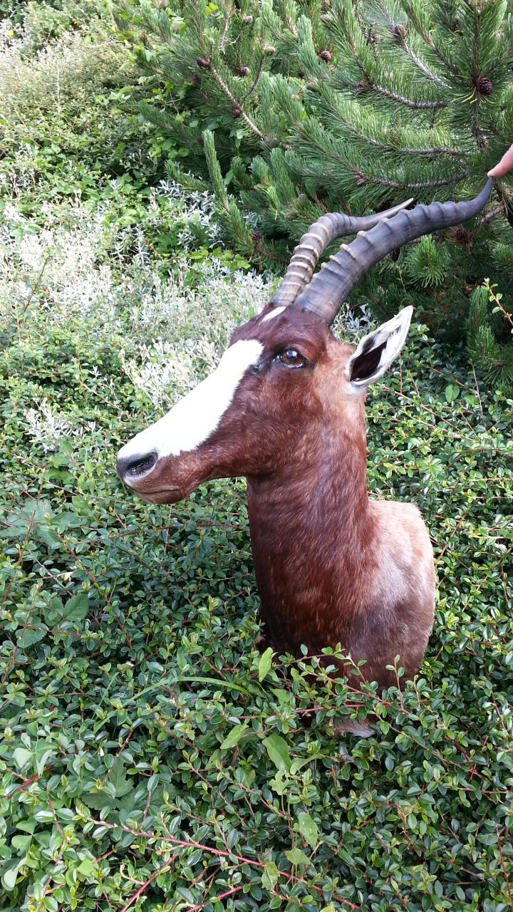 Zoom-In Buntbock