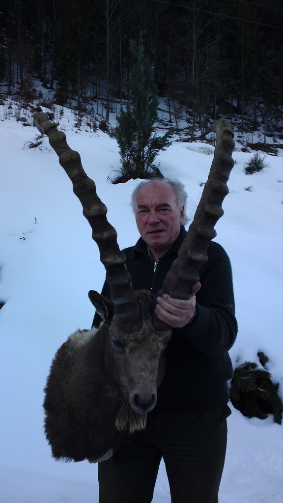 Zoom-In Steinbock aus Kasachstan