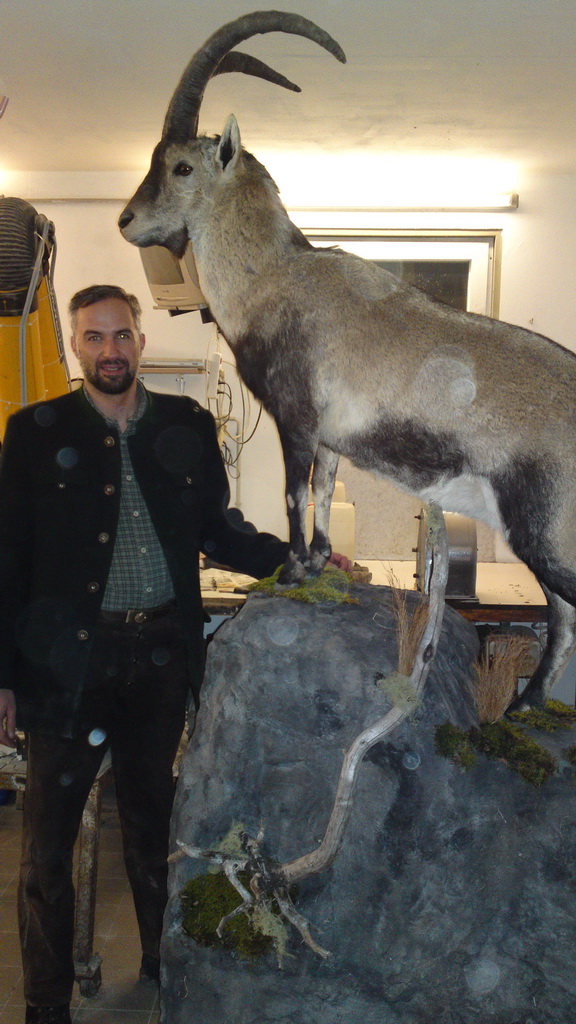 Zoom-In Spanischer Steinbock