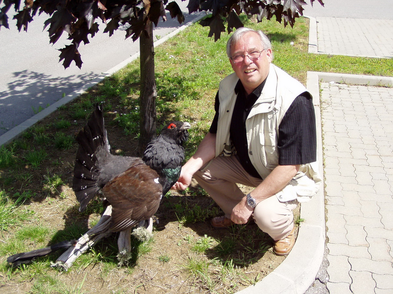 Zoom-In Russischer Auerhahn