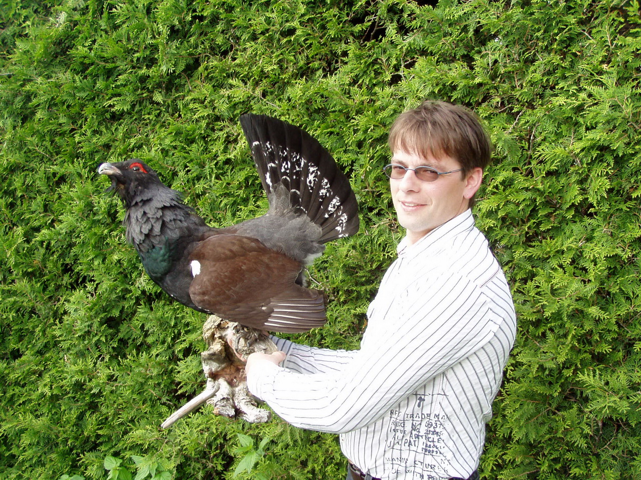 Zoom-In Russischer Auerhahn