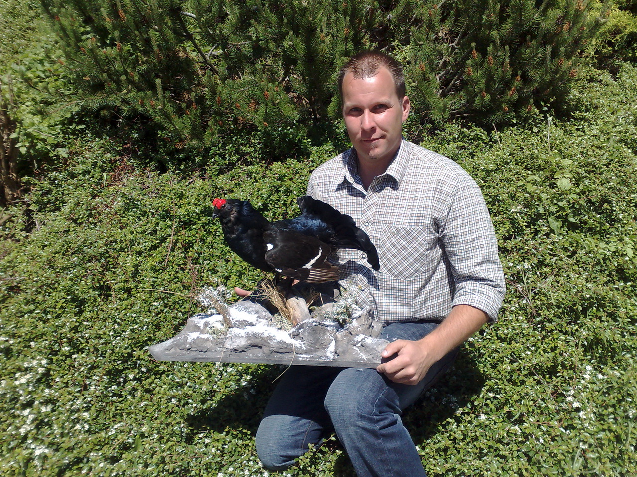 Zoom-In Birkhahn auf Untergrund