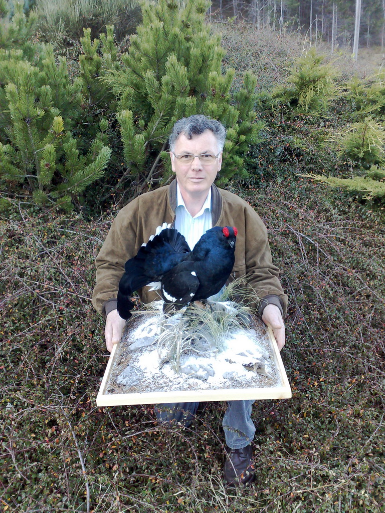 Zoom-In Der Birkhahn kommt in eine Vitrine