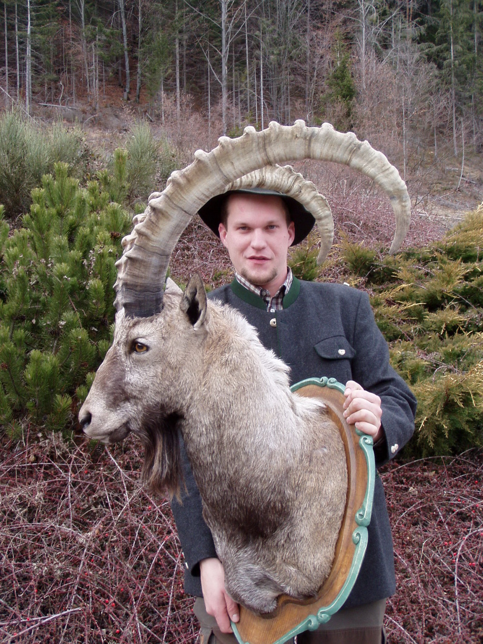 Zoom-In Guter Steinbock