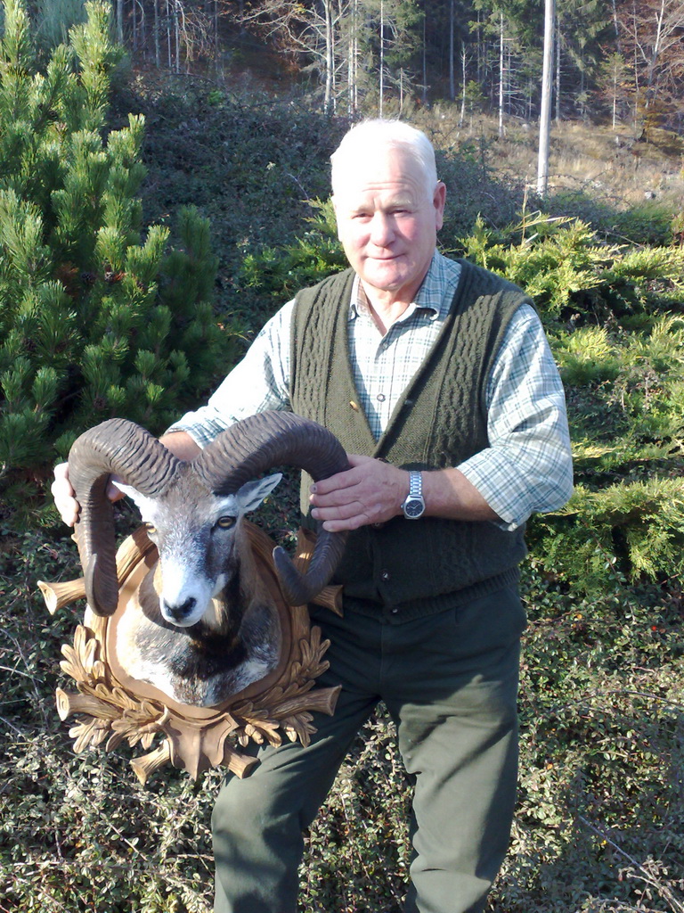 Zoom-In Guter Mufflon