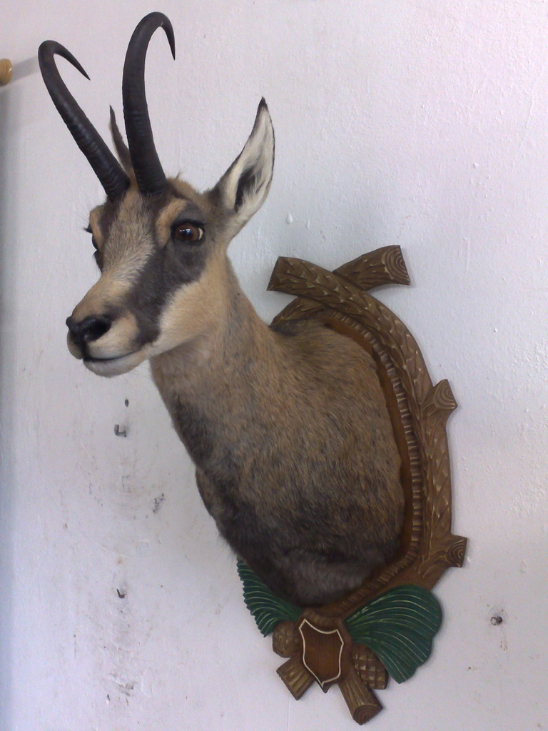 Zoom-In Kapitaler Gams