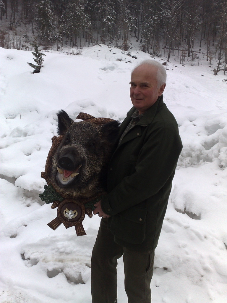 Zoom-In Wildschwein aus dem Gailtal