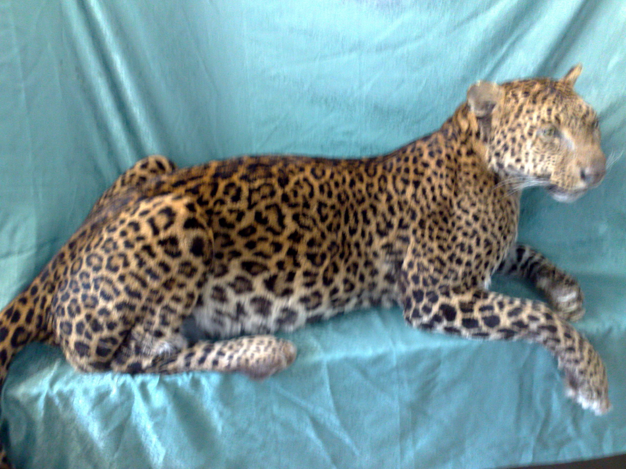 Leopard für das Museum Scherzer, Feld am See