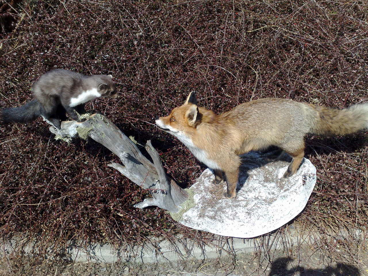 Zoom-In Fuchs und Marder